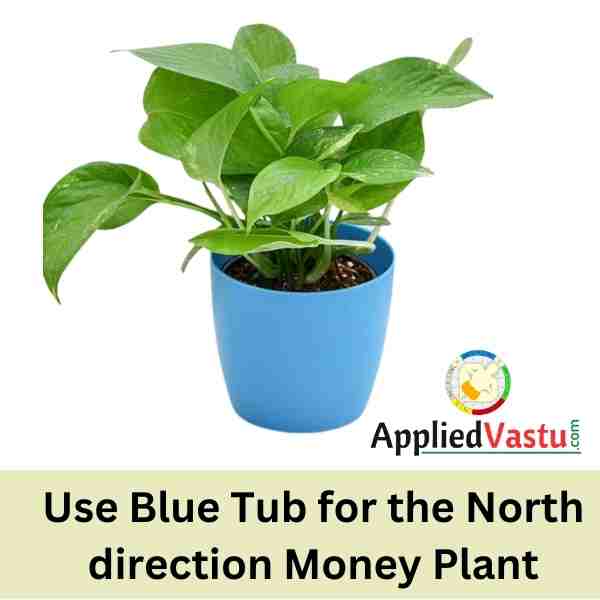 Money Plat in North Direction - vastu For Money plant AppliedVastu